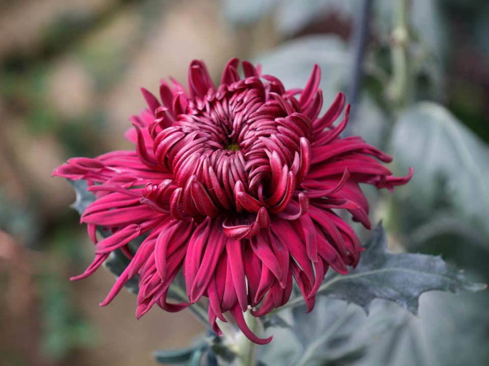 Autumn's Colors | Longwood Gardens